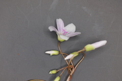 Claytonia virginica