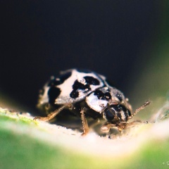 Psyllobora picta