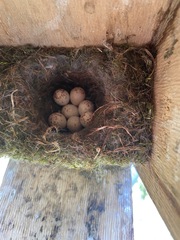 Poecile atricapillus