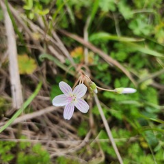 Claytonia virginica
