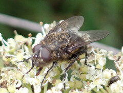 Pollenia rudis