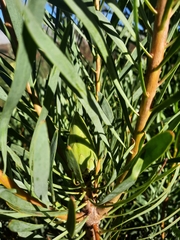 Protea