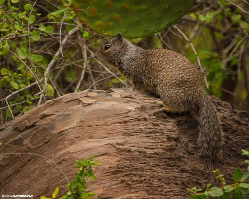 Ardila De Rocas De Baja California