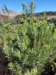 Protea