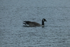 Branta canadensis