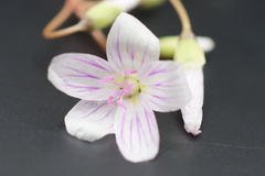 Claytonia virginica
