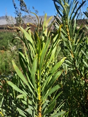 Protea