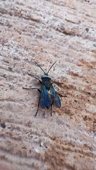 Apoidea