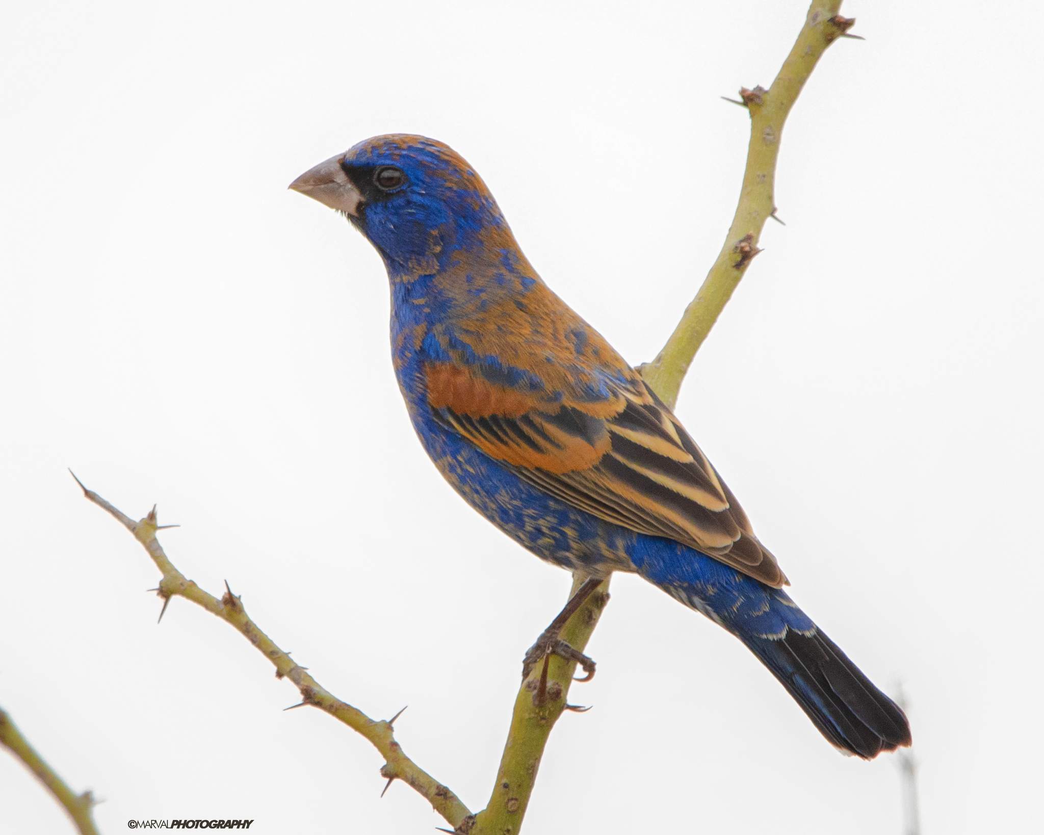 Blue Grosbeak (Passerina caerulea)