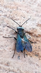 Apoidea
