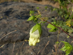 Hibiscus vitifolius