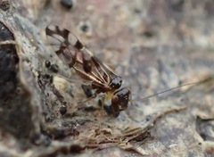 Propsocus pulchripennis