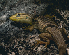 Liolaemus chiliensis