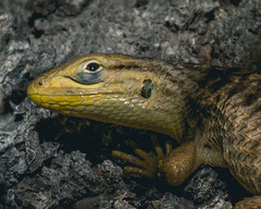 Liolaemus chiliensis