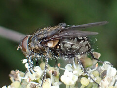 Pollenia rudis