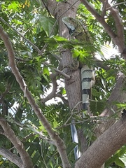 Iguana