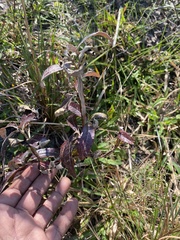 Pterocaulon