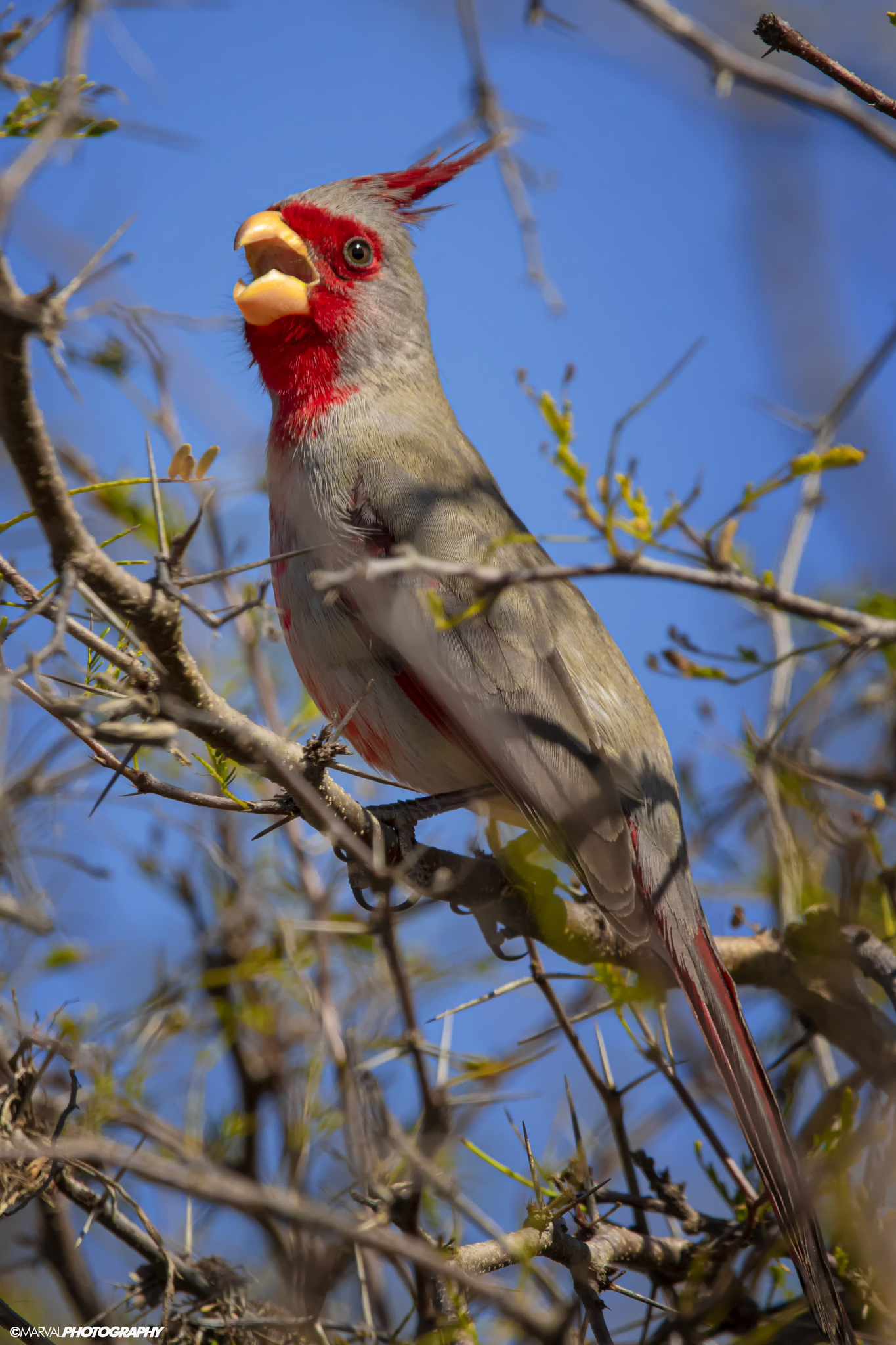 Pyrrhuloxia (Cardinalis sinuatus)
