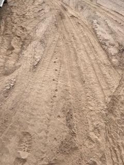 Vulpes macrotis macrotis