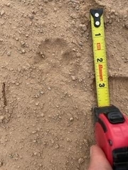 Vulpes macrotis macrotis