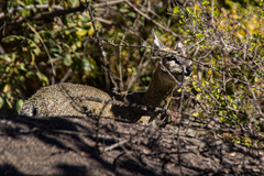 Oreotragus oreotragus