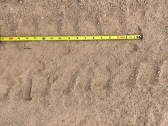 Vulpes macrotis macrotis