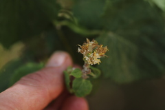 Mikaniopsis clematoides