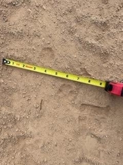 Vulpes macrotis macrotis