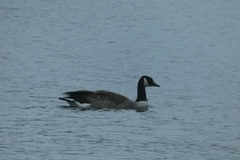 Branta canadensis