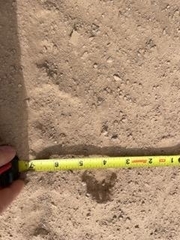 Vulpes macrotis macrotis