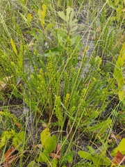 Hypericum tenuifolium