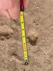 Vulpes macrotis macrotis