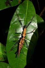 Pseudophasma scabriusculum