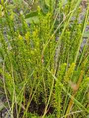 Hypericum tenuifolium