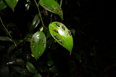 Hypselonotus linea