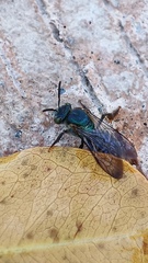 Temnosoma