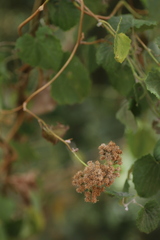 Mikaniopsis clematoides