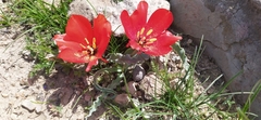 Tulipa korolkowii