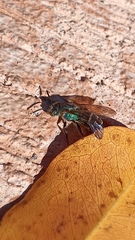 Temnosoma