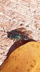 Temnosoma
