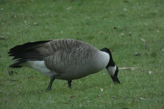 Branta canadensis