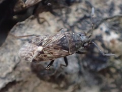 Peritrechus tristis