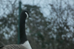 Branta canadensis