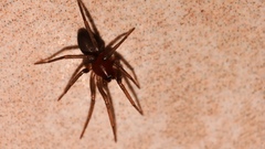 Drassyllus
