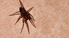 Drassyllus