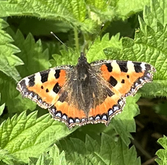 Aglais urticae