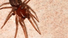 Drassyllus