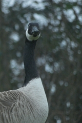 Branta canadensis