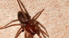 Drassyllus