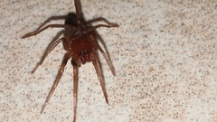 Drassyllus